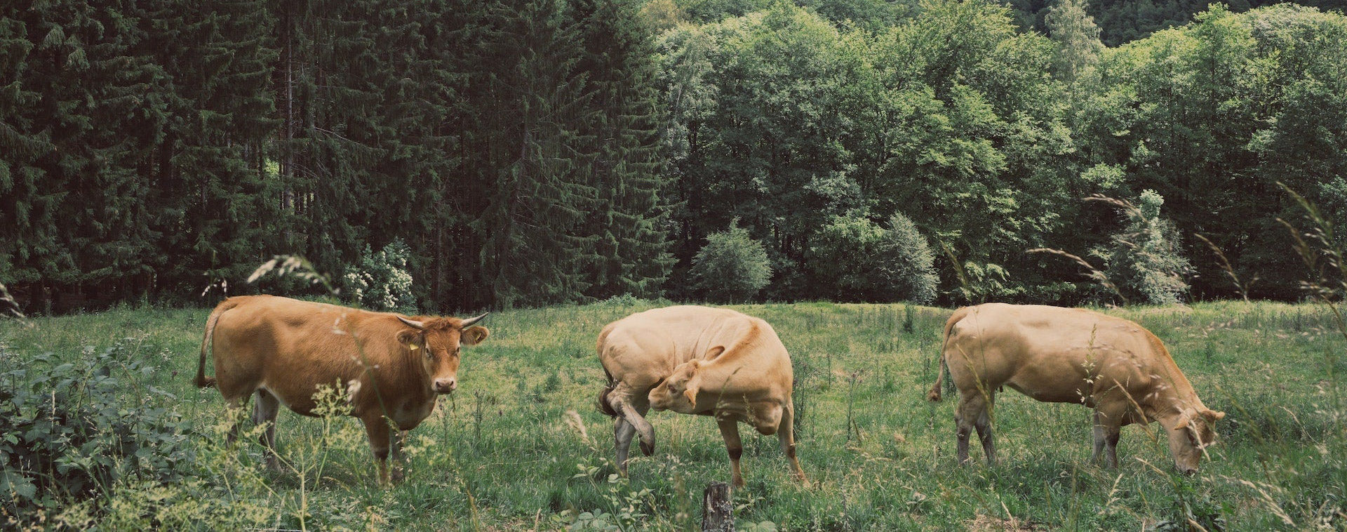 vache dans les champs